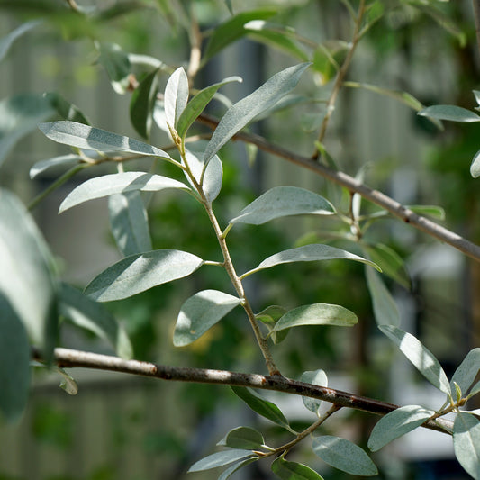 Elaegnus 'Quicksilver' leaves