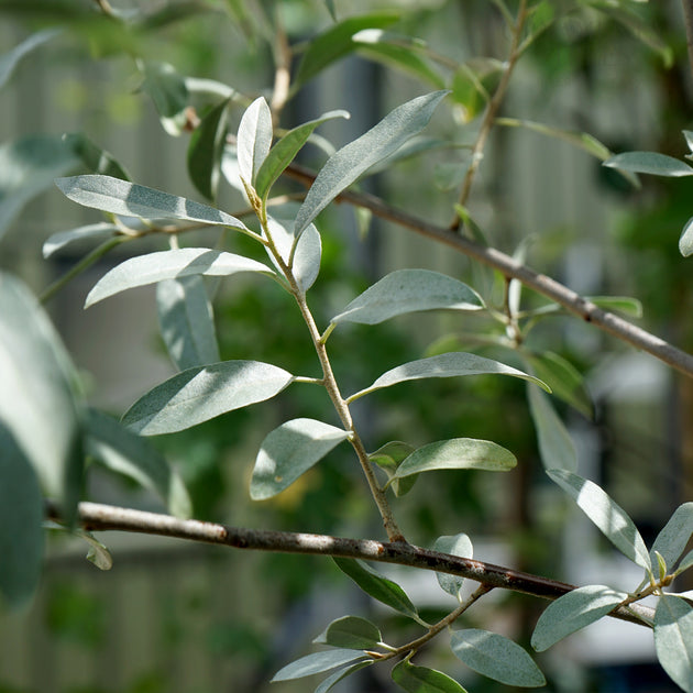 Elaegnus 'Quicksilver' leaves