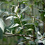 Elaegnus 'Quicksilver' leaves