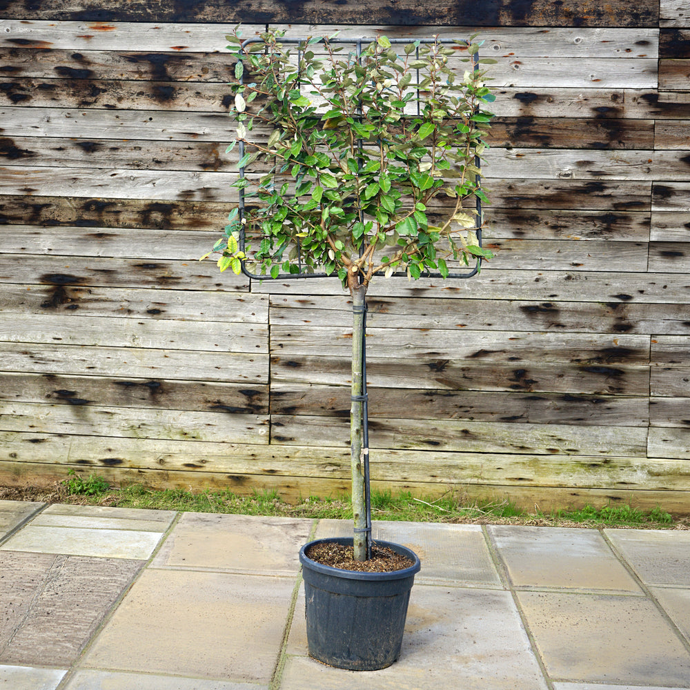Eleaeganus half standard pleached 