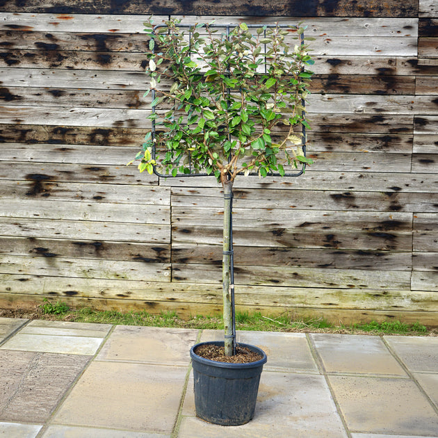 Eleaeganus half standard pleached 