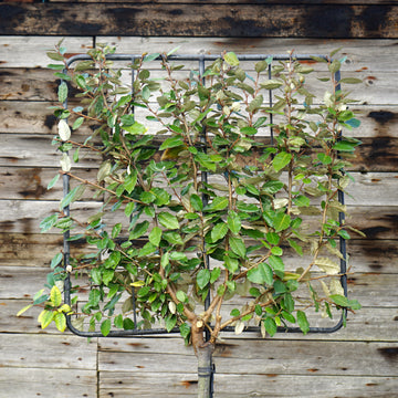Pleached half standard Eleaeganus