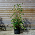 Bush, 125-150cm, 20L pot