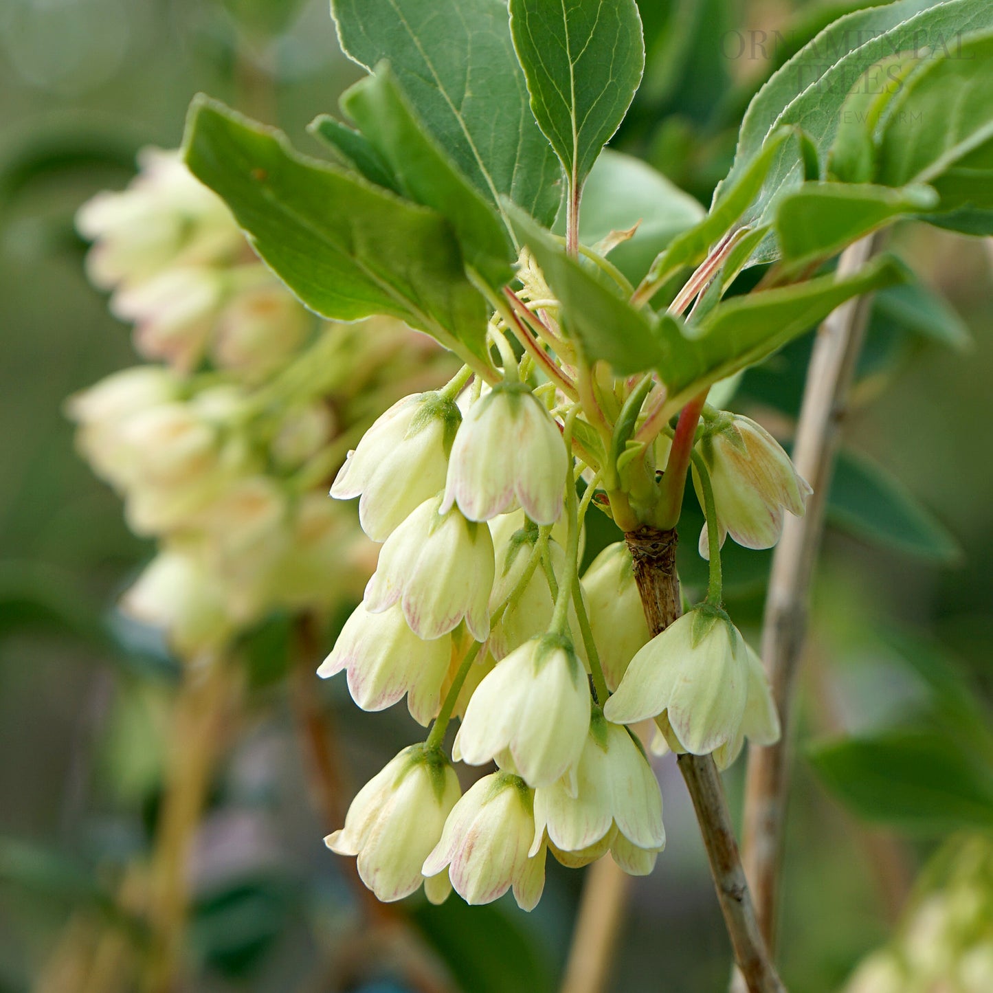 Enkianthus 'Pretty Coat' flowers