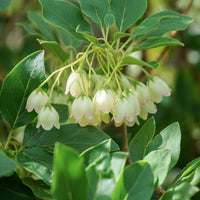 Enkianthus 'Pretty Coat' flowers