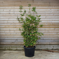 Enkianthus 'Red Bells'