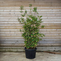 Bush, 150-175cm, 35L pot