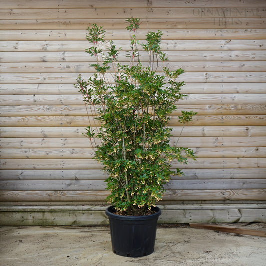 Enkianthus 'Red Bells'