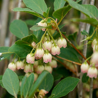 Enkianthus 'Red Bells' flowers