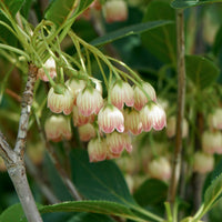 Enkianthus 'Red Bells' flowers