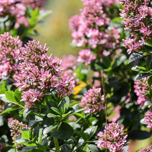 Escallonia laevis 'Pink Elle'