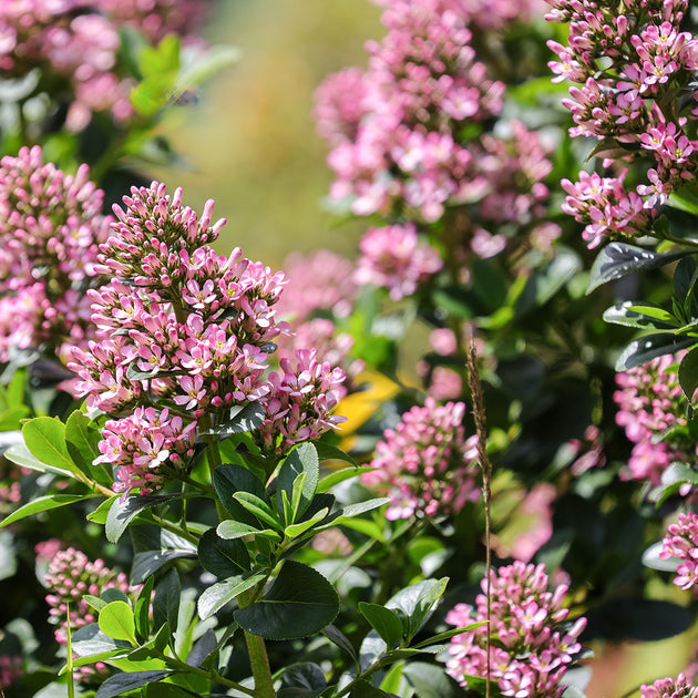 Escallonia laevis 'Pink Elle'