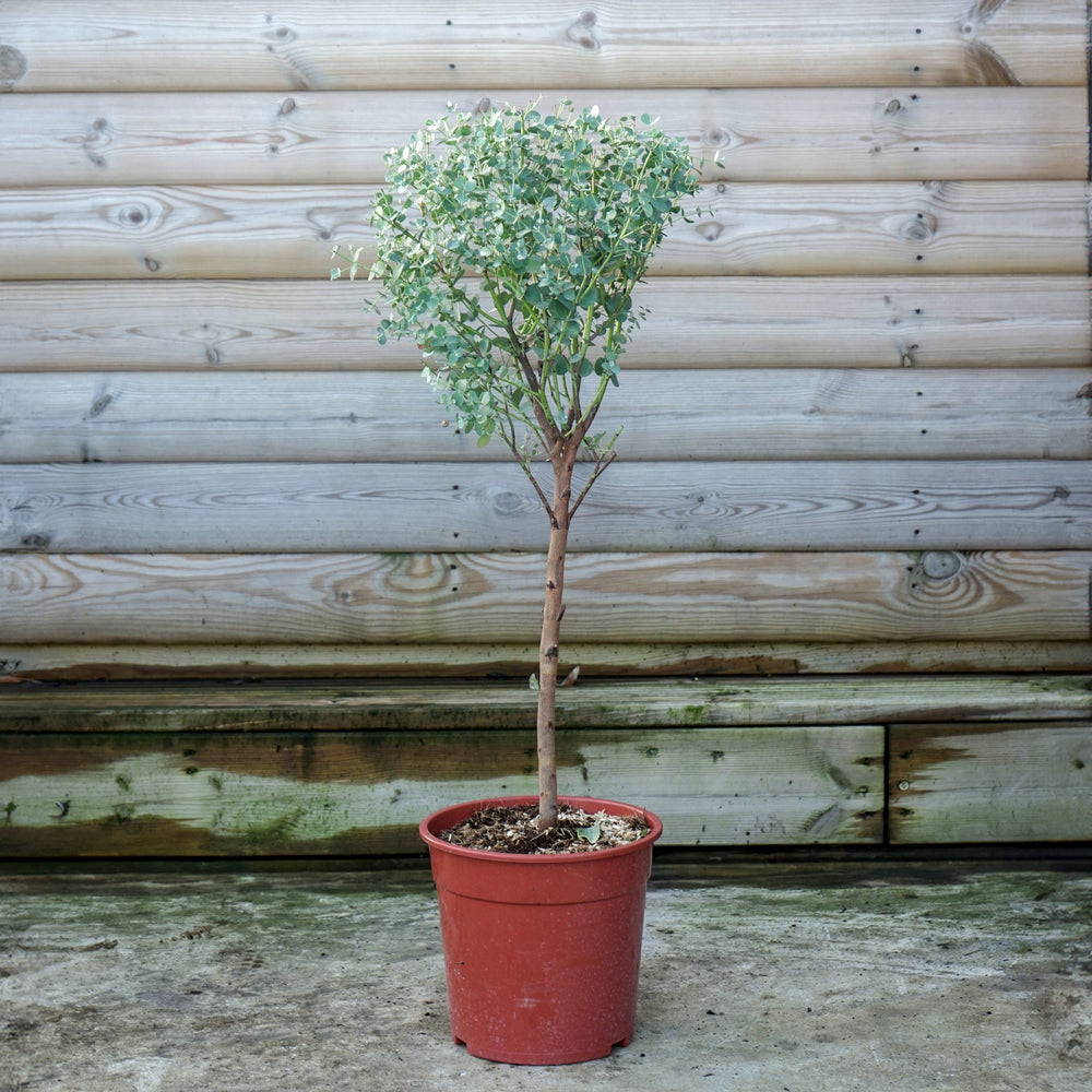 Eucalyptus Gunni 1/4 standard tree