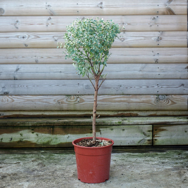Eucalyptus Gunni 1/4 standard tree