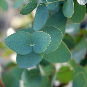 Eucalyptus | Evergreen Gum Trees | Ornamental Trees