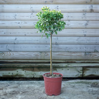 Euonymus 'Elegantissimus Aureus'