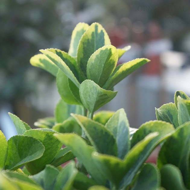 Euonymus 'Elegantissimus Aureus'