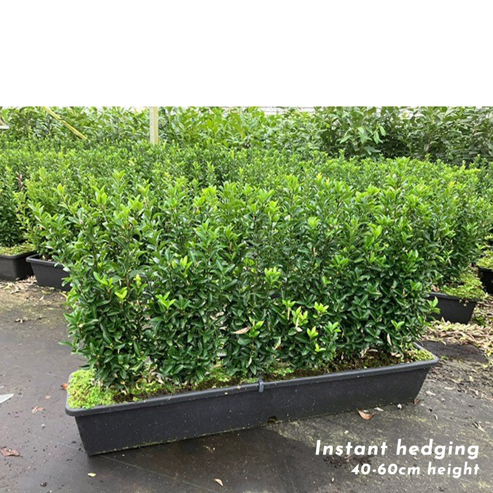 Euonymus 'Greenspire' instant hedge trough