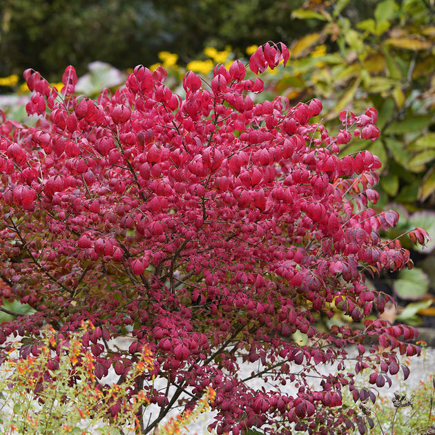 Euonymus alatus Winged Spindle bush
