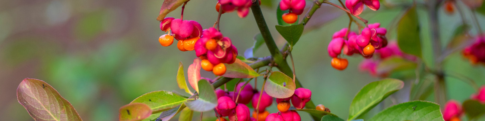 Euonymus ornamental fruits