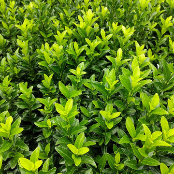 Euonymus japonicus 'Greenspire' Hedge