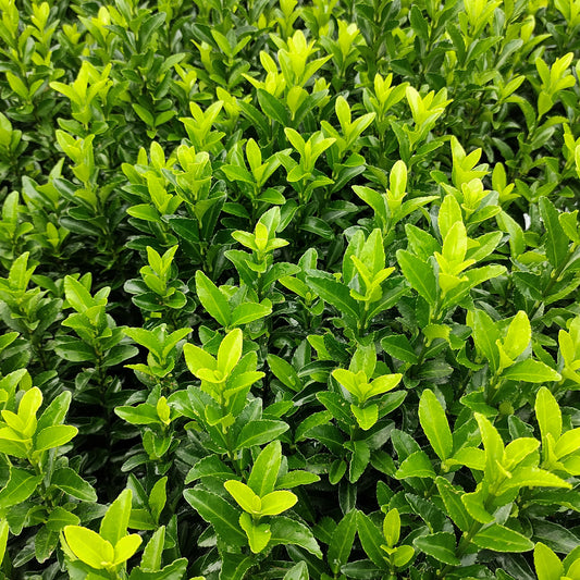 Euonymus japonicus 'Greenspire' Hedge