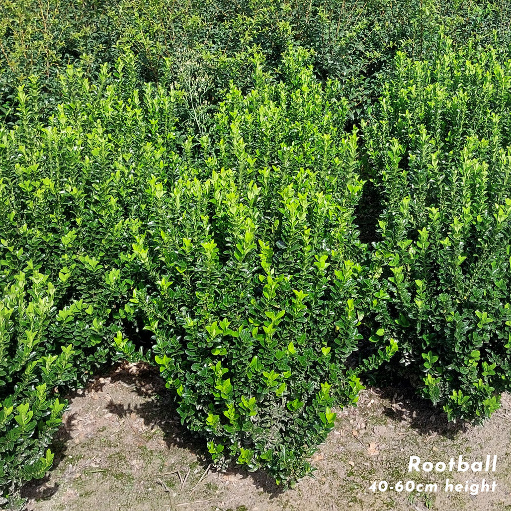 Euonymus 'Greenspire' rootball hedging plant