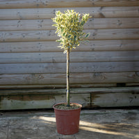 Euonymus Bravo 1/4 standard tree