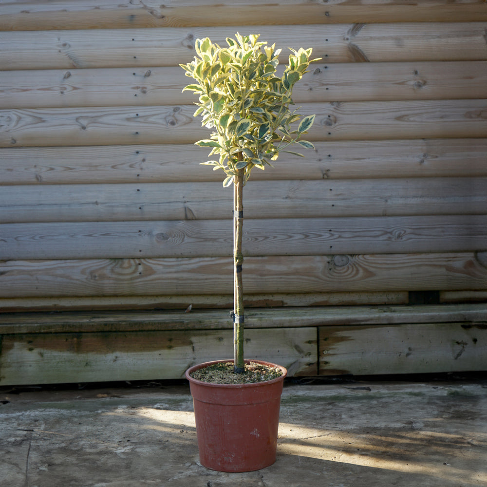 Euonymus Bravo 1/4 standard tree