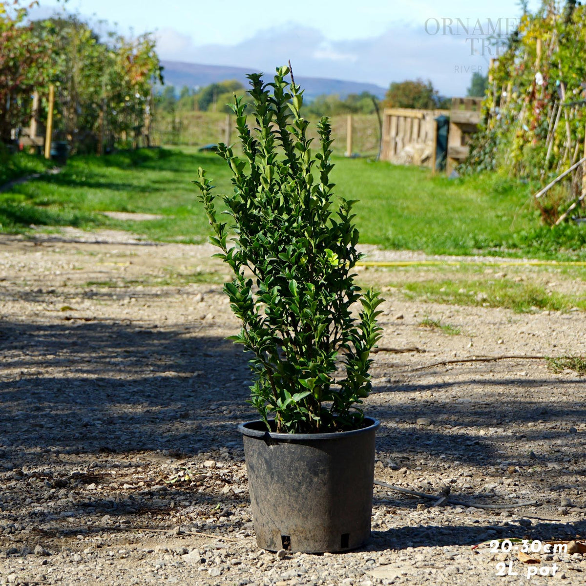 Euonymus japonicus 'Green Spire' Hedging 2L pot