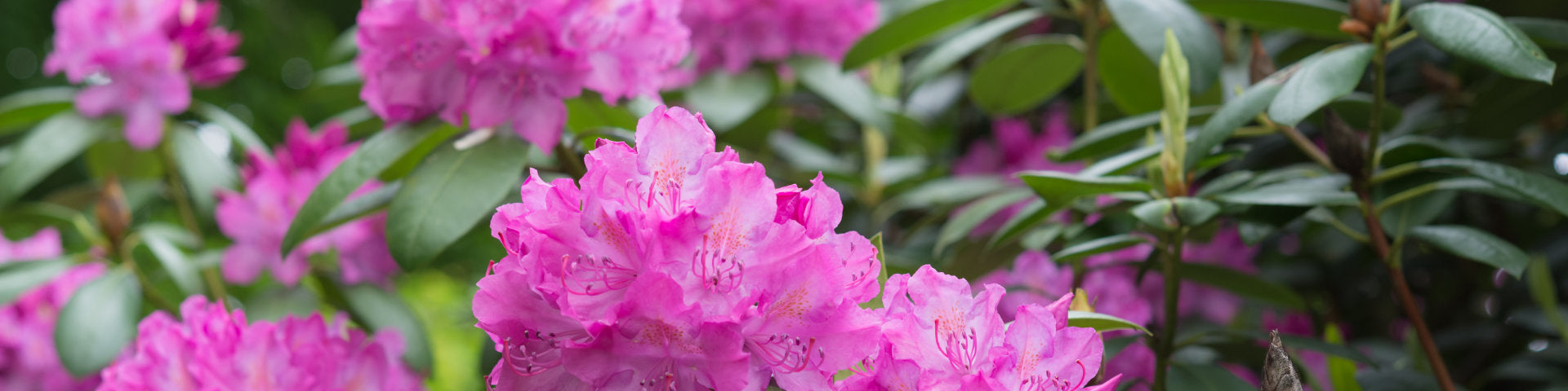 Evergreen Rhododendron