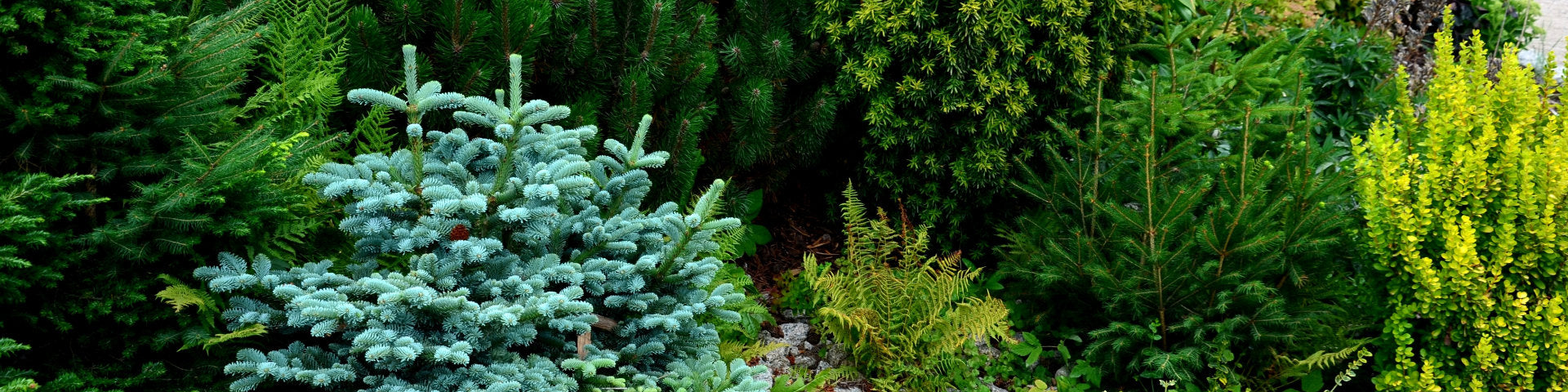 Evergreen trees banner