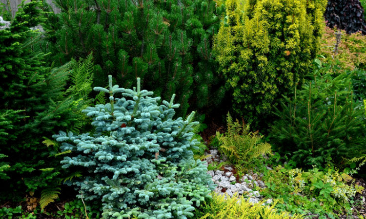 Evergreen trees banner