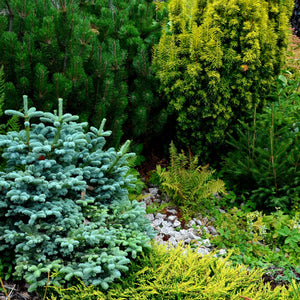 Evergreen trees