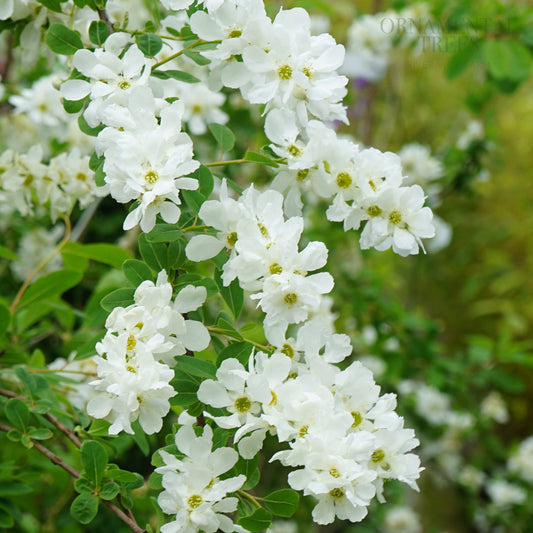 Exochorda x macrantha 'The Bride'