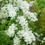 Exochorda x macrantha 'The Bride'