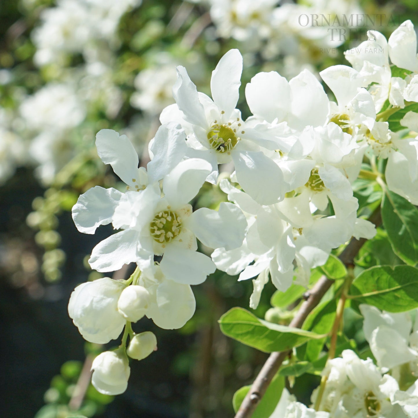 Exochorda x macrantha 'The Bride' with pearl like buds