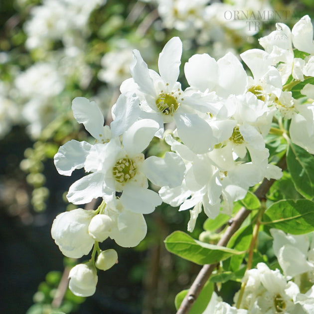 Exochorda x macrantha 'The Bride' with pearl like buds