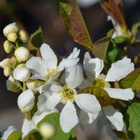 Exochorda serratifolia 'Snow White' Pearl tree in flower