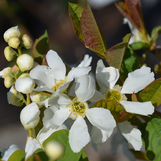 Exochorda serratifolia 'Snow White' Pearl tree in flower
