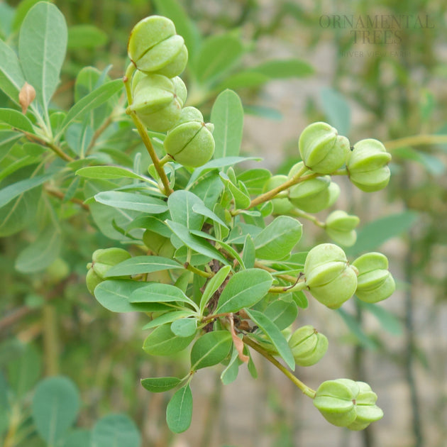 Exochorda macrantha 'The Bride' seed pods