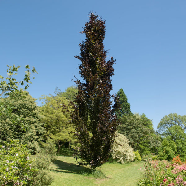 Fagus sylvatica Dawyck Purple | Upright Beech