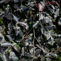 Fagus sylvatica 'Purpurea Pendula' Weeping Beech