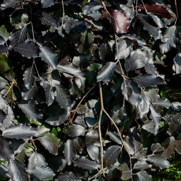 Fagus sylvatica 'Purpurea Pendula' Weeping Beech