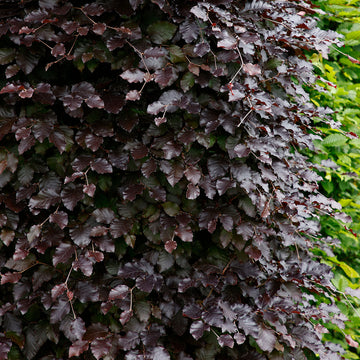 Fagus sylvatica 'Atropunicea' purple beech hedge