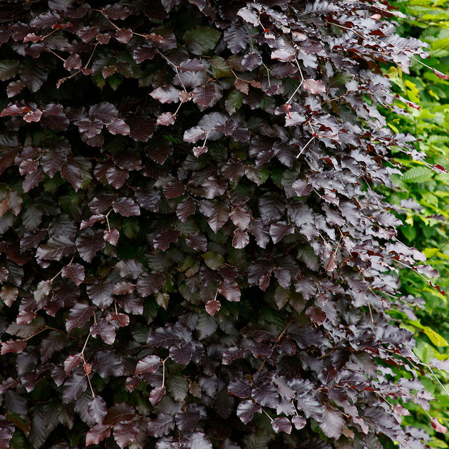 Fagus sylvatica 'Atropunicea' purple beech hedge