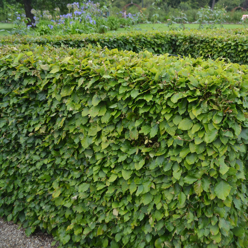 Fagus sylvatica beech hedge