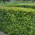 Hedging, 125-150cm height, rootball