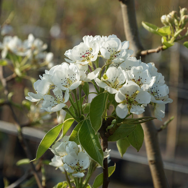 Blossom on family pear tree