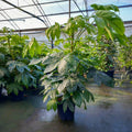 Bush, 80-100cm,